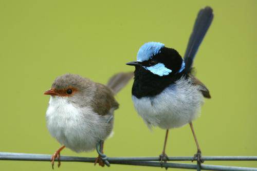 Superb Fairy-Wren