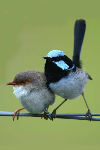 Superb Fairy-Wren