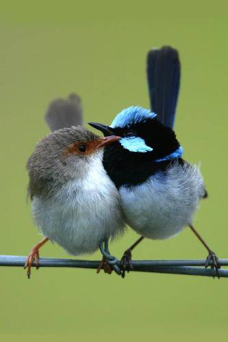 Superb Fairy-Wren