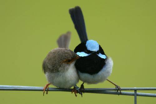 Superb Fairy-Wren