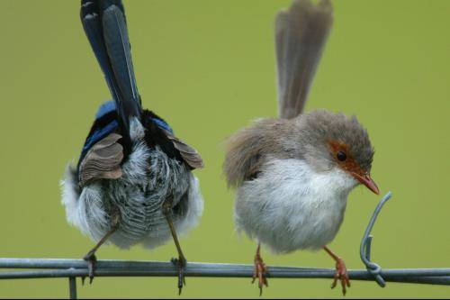 Superb Fairy-Wren