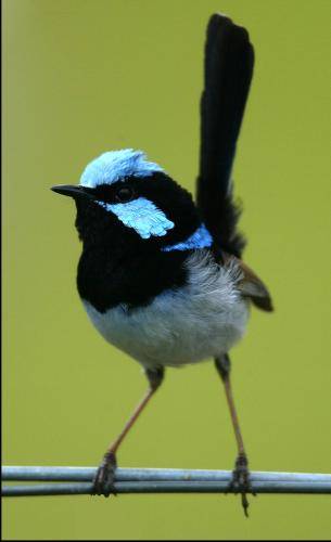 Superb Fairy-Wren