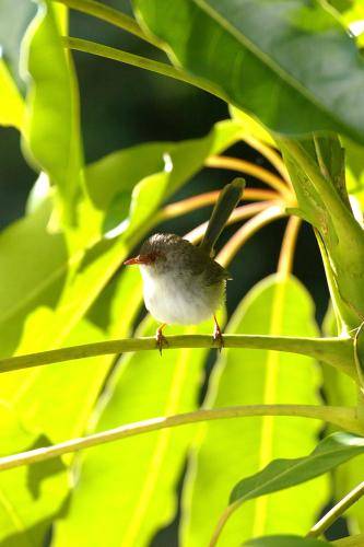 Superb Fairy-Wren