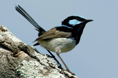 Superb Fairy-Wren