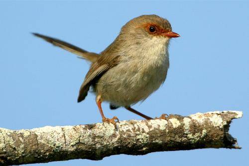 Superb Fairy-Wren