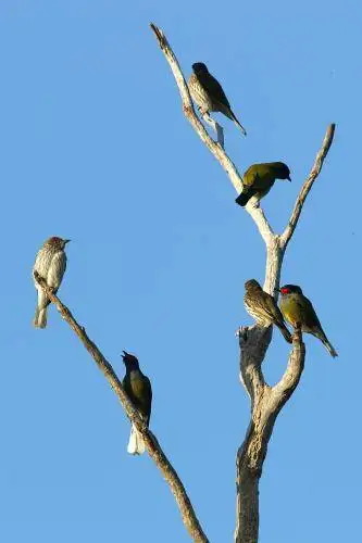 Figbird
