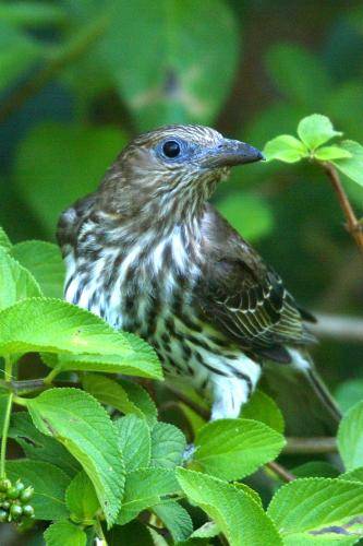 Figbird