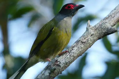 Figbird