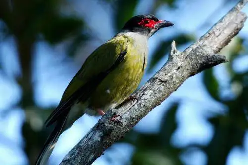 Figbird