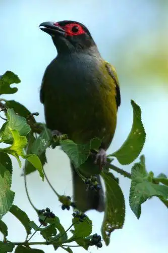 Figbird