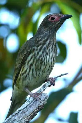 Figbird