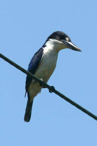 Forest Kingfisher