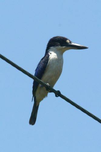 Forest Kingfisher