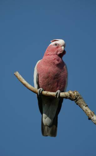 Galah