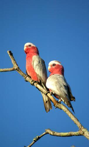 Galah