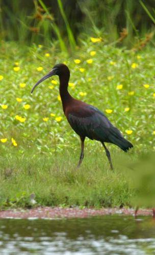Glossy Ibis