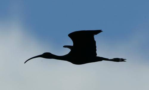 Glossy Ibis