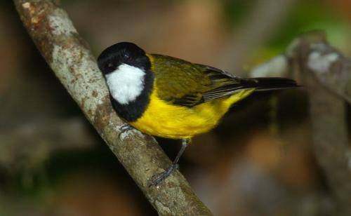 Golden Whistler