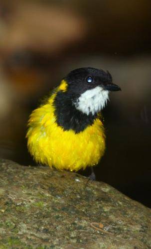Golden Whistler