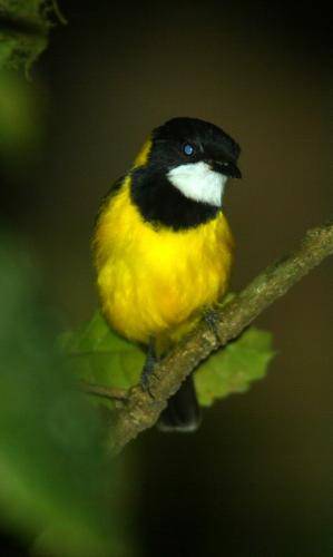 Golden Whistler
