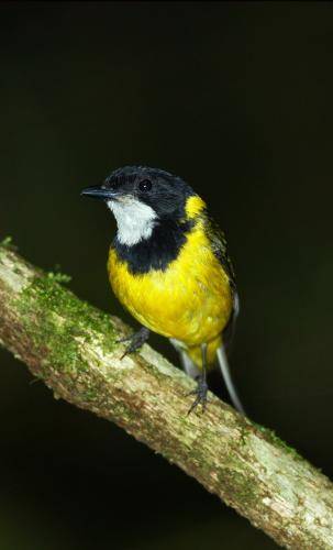 Golden Whistler