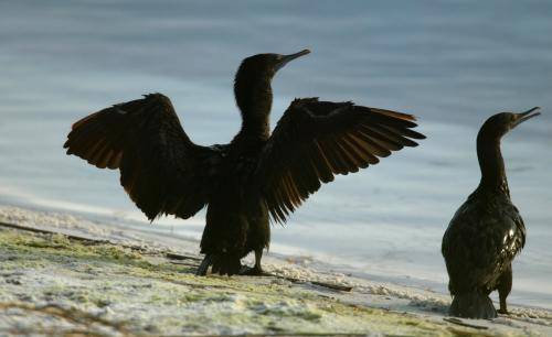 Great Cormorant