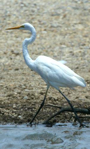 Great Egret