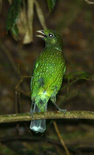 Green Catbird
