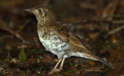 Ground Thrush