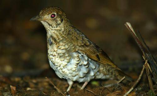Ground Thrush