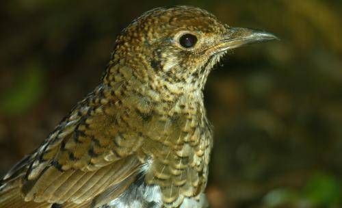 Ground Thrush