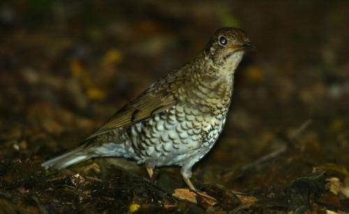 Ground Thrush
