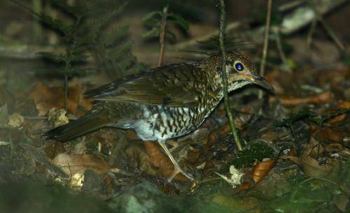 Ground Thrush