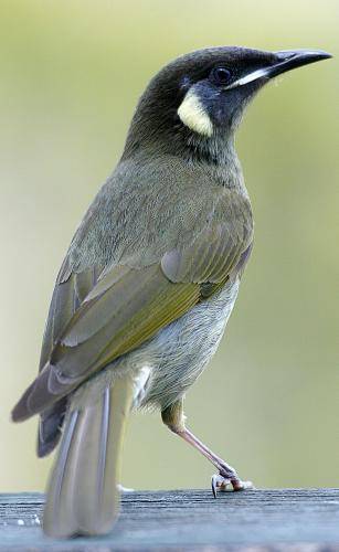 Lewin's Honeyeater
