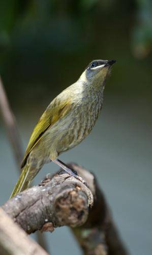 Lewin's Honeyeater