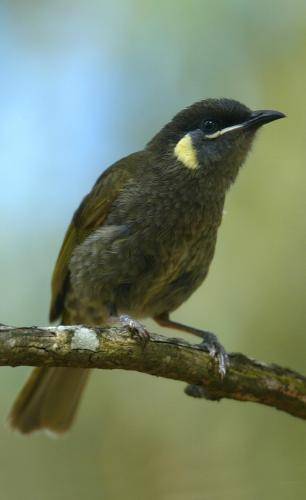 Lewin's Honeyeater