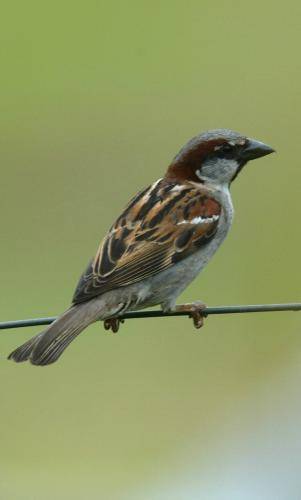 House Sparrow