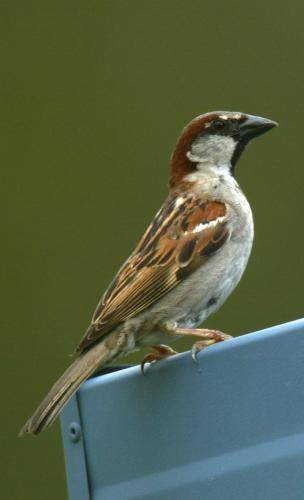 House Sparrow