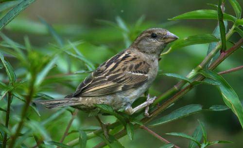 House Sparrow