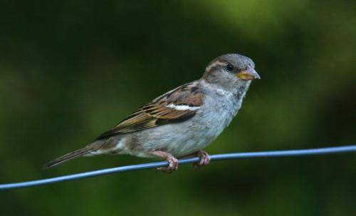 House Sparrow