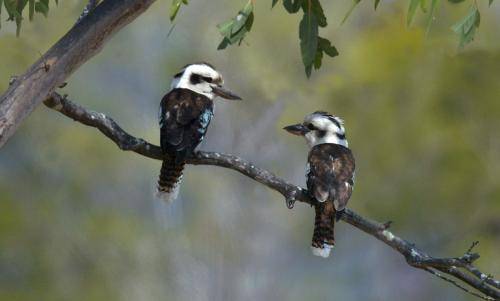 Laughing Kookaburra