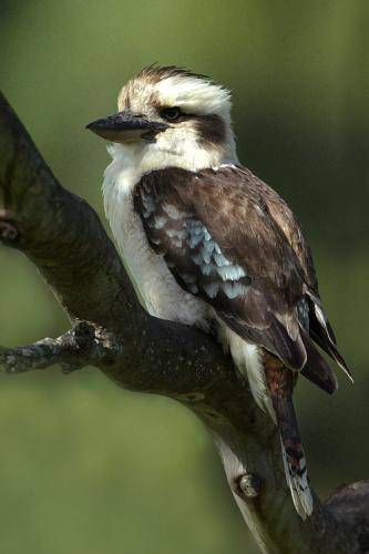 Laughing Kookaburra