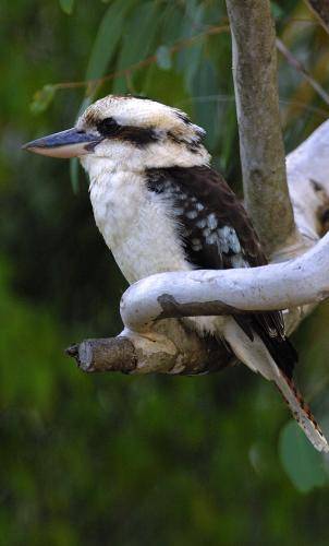 Laughing Kookaburra