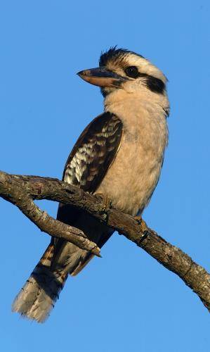 Laughing Kookaburra