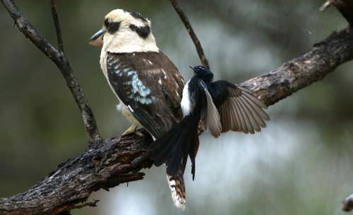 Laughing Kookaburra