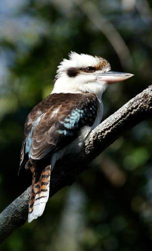 Laughing Kookaburra