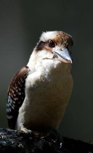 Laughing Kookaburra