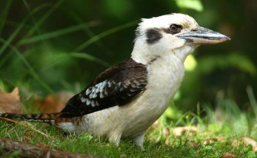Laughing Kookaburra
