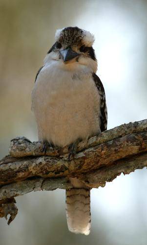 Laughing Kookaburra