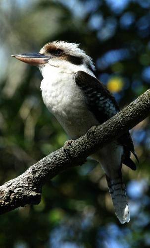 Laughing Kookaburra